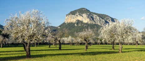 View of almond trees in bloom in the municipality of Alaró in Majorca, Balearic Islands