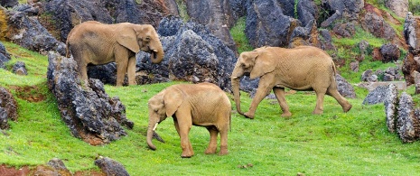 Słonie afrykańskie w Cabárceno