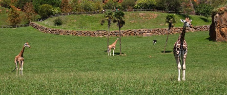Giraffes in Cabárceno Wildlife Park