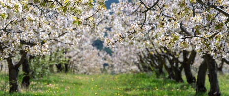 Kwitnące drzewa wiśniowe w Valle de Caderechas. Burgos