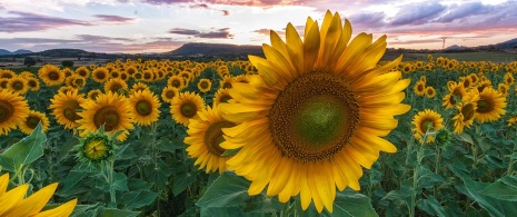 Sunflowers in Burgos