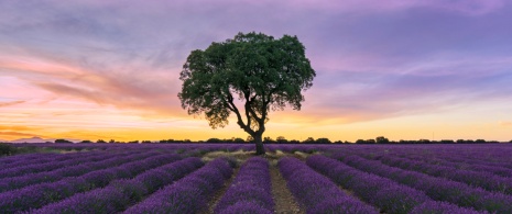 Brihuega lavender fields in Guadalajara, Castile-La Mancha