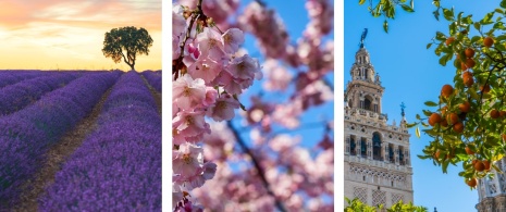 Links: Lavendelfeld in Brihuega, Guadalajara, Kastilien-La Mancha / Mitte: Kirschblüte / Rechts: Orangenbäume in der Nähe der Giralda, Sevilla, Andalusien