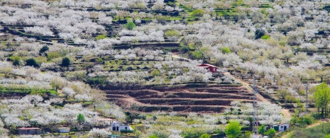 Vue de la floraison de cerisiers dans la vallée du Jerte à Cáceres, Estrémadure