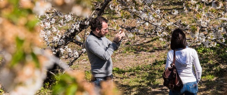 Para robiąca sobie zdjęcie w otoczeniu kwitnących drzew wiśniowych w dolinie Valle del Jerte (Estremadura)