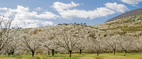 桜の開花、ヘルテの谷カセレス