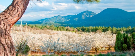 Blick auf die blühenden Kirschbäume des Jerte-Tals in Cáceres, Extremadura