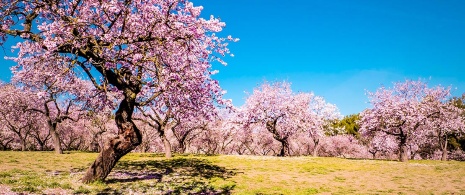  Almond trees in bloom in Quinta de los Molinos. Madrid