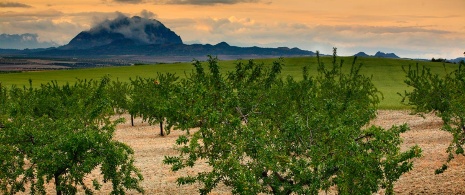 アルモルチョン・デ・シエサ山を背景にした果樹園
