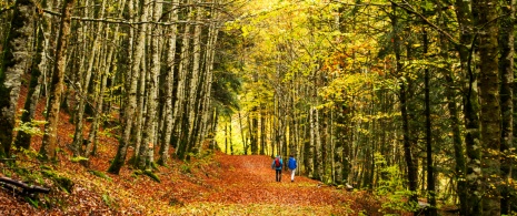 Des randonneurs marchent dans une hêtraie de la forêt d’Irati, Navarre
