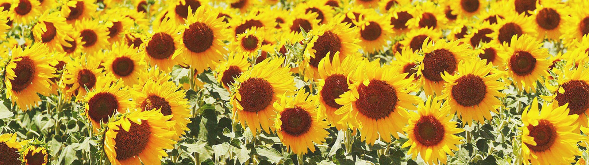 Sunflowers in Villamartín, Cádiz