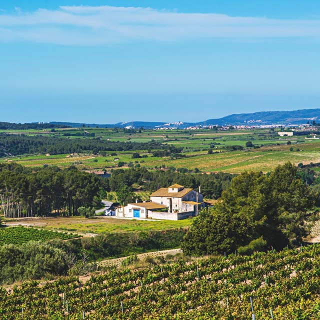 Vineyards, Alto Penedes (Catalonia)