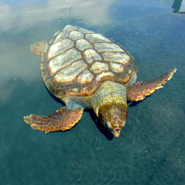 Черепаха каррета в порту Морро (Фуэртевентура)