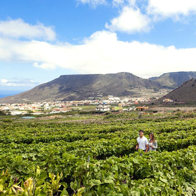 Un couple se promenant au milieu des vignobles de Tenerife