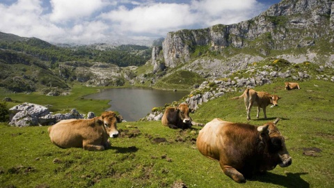 Vacas no Parque Nacional Picos de Europa