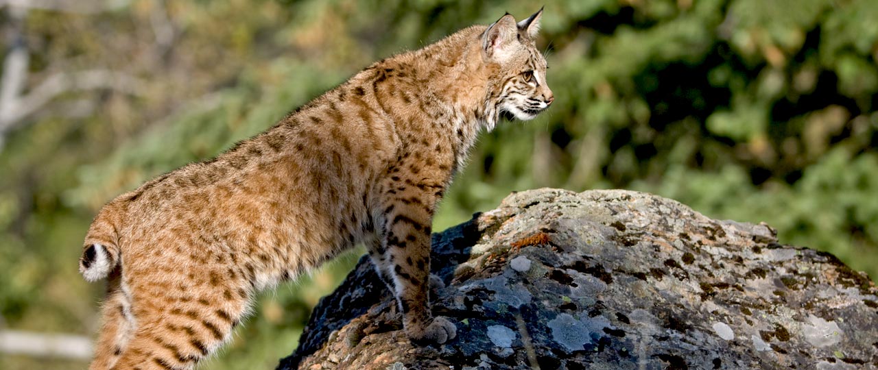 Lynx ibérique ou pardelle