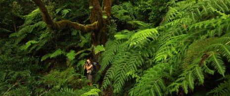 Девушка фотографирует в лавровом лесу природного парка Анага
