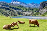 Vacas pastando junto al lago Ercina en Covadonga