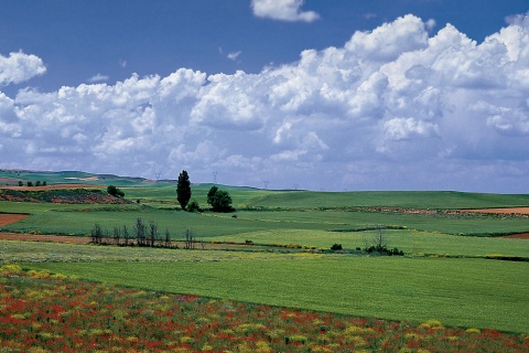 Fields in La Almarcha. Cuenca
