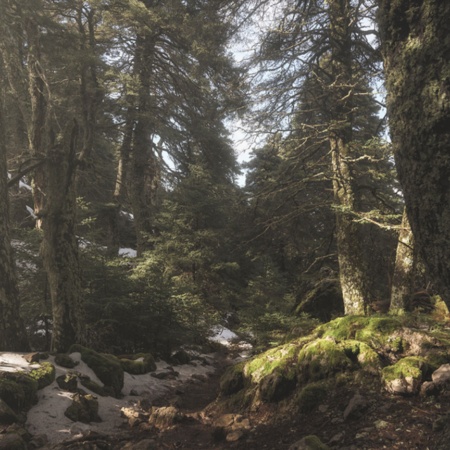 ラス・ニエベス山脈国立公園に広がるスペインモミの木の森。マラガ