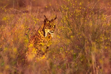 Lynx ibérique dans le parc national de Doñana