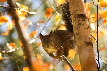 Écureuil dans le parc national d
