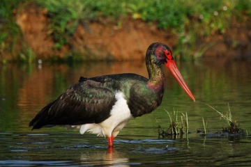 Un oiseau dans le parc national de Monfragüe