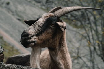 A goat posing for the camera