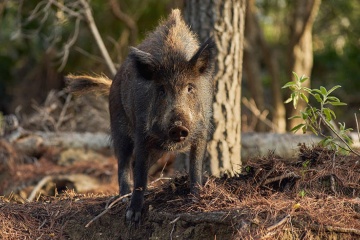 Wild boar in the Sierra de las Nieves National Park, Málaga