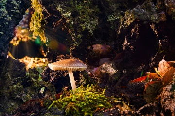 Mushrooms in the Sierra de las Nieves National Park, Málaga