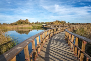 Walkways over the wetland