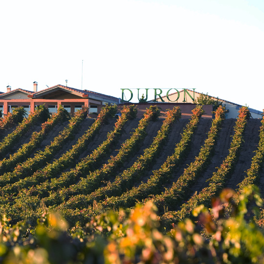 Bodegas Durón winery on the Ribera del Duero wine route