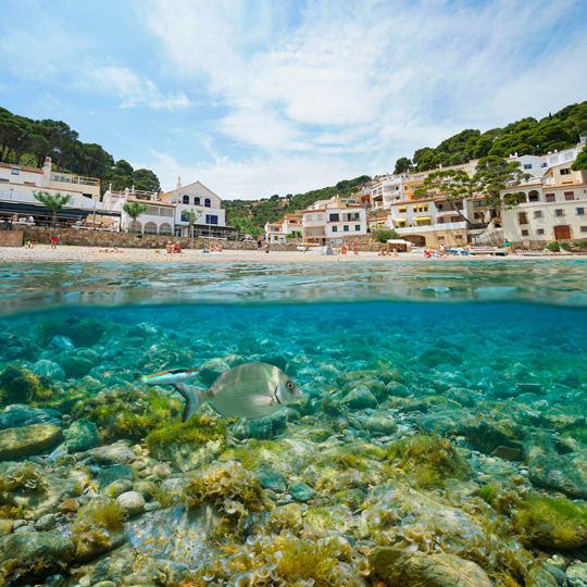 Widok z wody na ogromną różnorodność gatunków, jakie można zaobserwować podczas uprawiania snorkelingu w zatoczce Cala Sa Tuna w Begur, Girona.