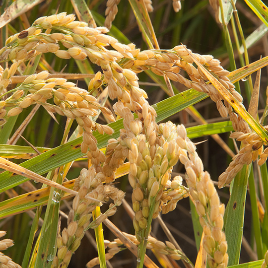 Une rizière à Valence