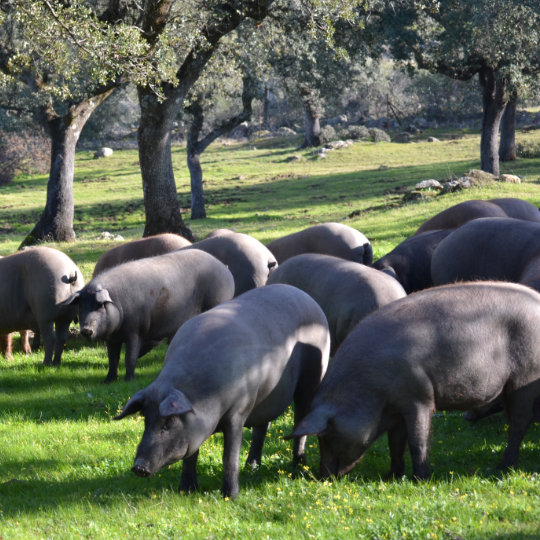 Иберийские свиньи на пастбищах в Гихуэло, провинция Саламанка, Кастилия-и-Леон