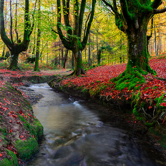 オツァレータのブナ林。ゴルベア自然公園、バスク州