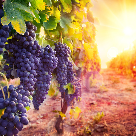 Виноградники на закате