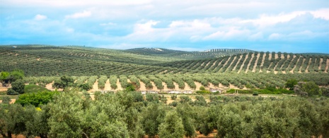 Campo de olivos en la província de Jaén, Andalucía