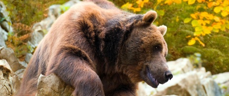 Brown bear in Asturias
