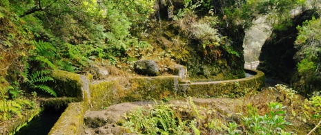 Detalle del sendero de Marcos y Cordero en La Palma, Islas Canarias