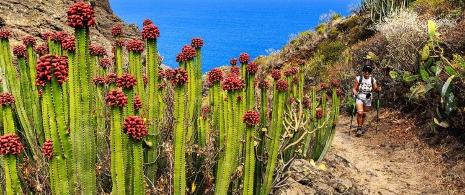 Un randonneur sur l’itinéraire de Los Cardones, La Palma, îles Canaries