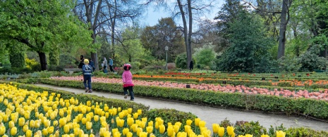 Turistas visitando a coleção de tulipas no Jardim Botânico Real de Madri