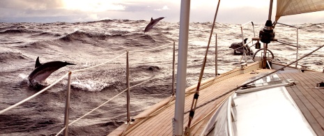 Des dauphins sautant autour d’un yacht