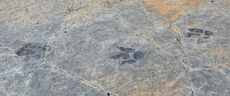 Dettaglio dei giacimenti di icnofossili a Munilla, La Rioja
