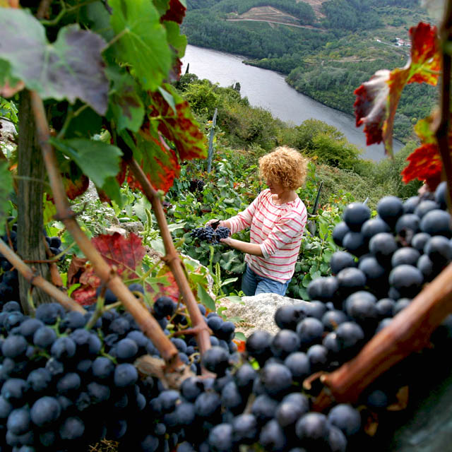 Woman harvesting grapes in the Ribeira Sacra district