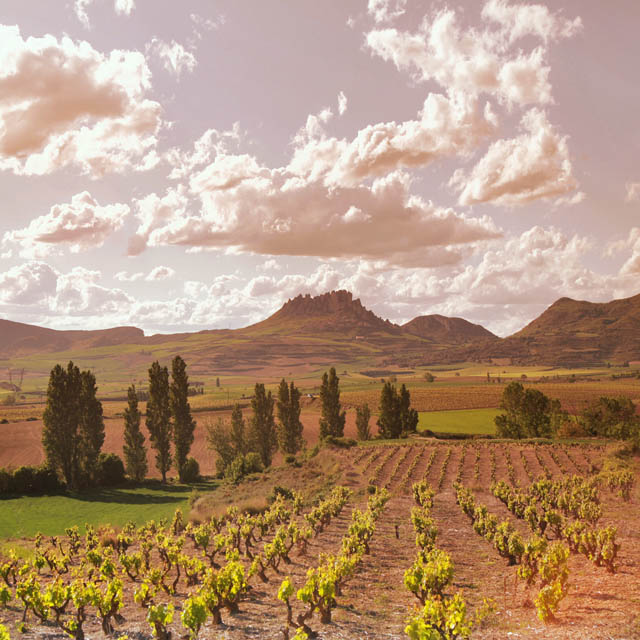 Vineyards in La Rioja Alta
